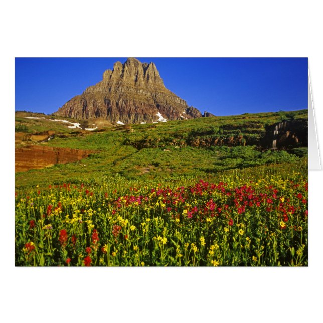Alpine wildflowers at Logan Pass in Glacier (Front Horizontal)