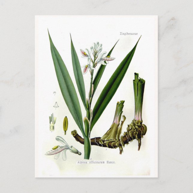 Alpinia officinarum (Galangal) Postcard (Front)