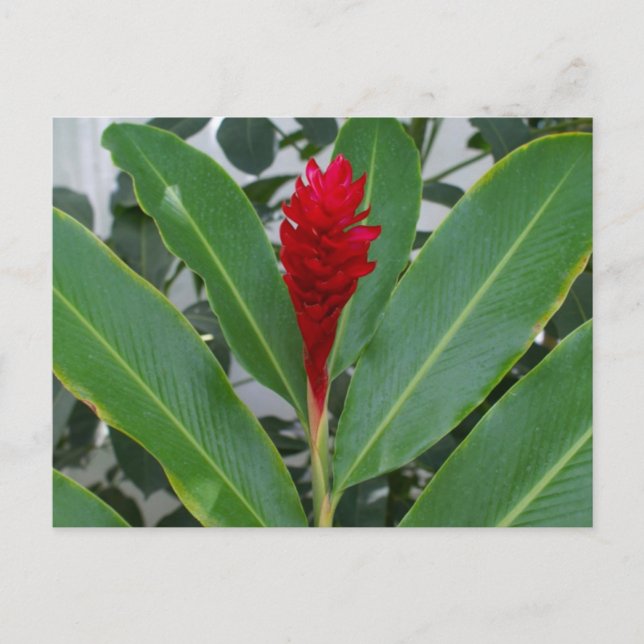 Alpinia Purpurata, Mexico Postcard (Front)