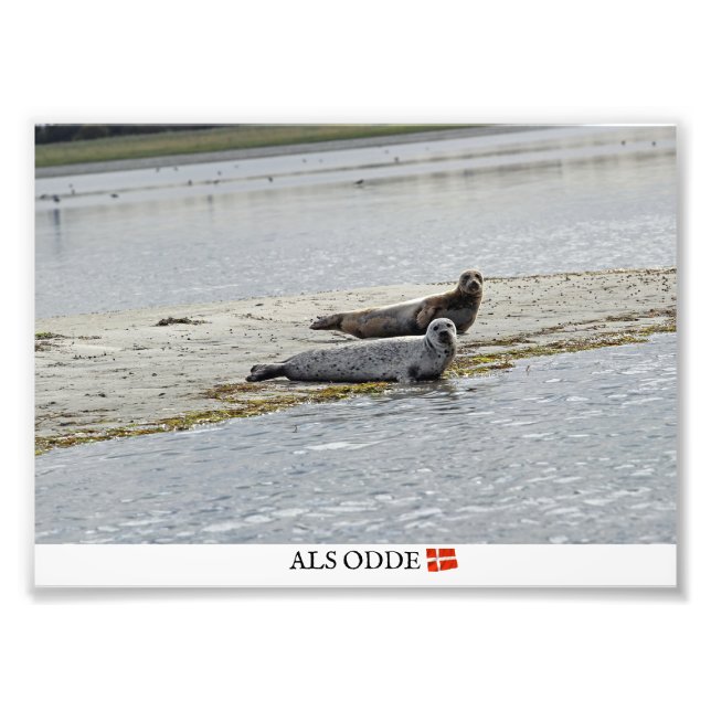 Als Odde/Denmark Seals Photo Print! (Front)