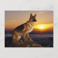 Alsatian dog animal
