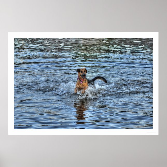 Alsatian German Shepherd 1 Dog-lover Poster (Front)