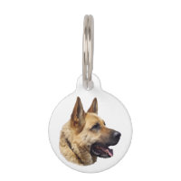 Alsatian German shepherd dog portrait
