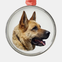 Alsatian German shepherd portrait