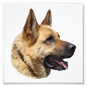 Alsatian German shepherd portrait Photo Print