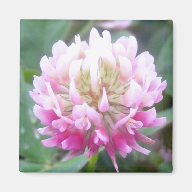 Alsike Clover Blossom 1 Magnet (Front)