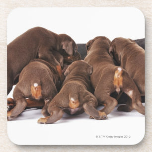 Also Doberman Pincher. Medium-sized domestic dog Coaster
