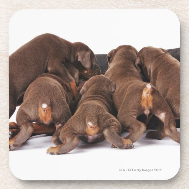 Also Doberman Pincher. Medium-sized domestic dog Coaster (Front)