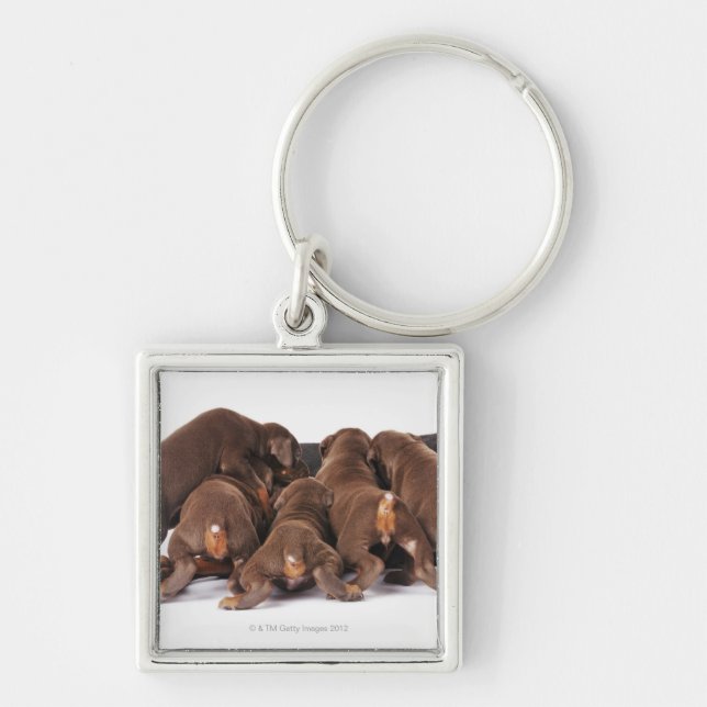 Also Doberman Pincher. Medium-sized domestic dog Key Ring (Front)