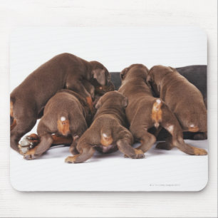 Also Doberman Pincher. Medium-sized domestic dog Mouse Pad