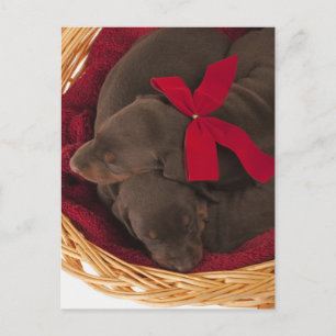 Also Doberman Pincher. Medium-sized domestic dog Postcard