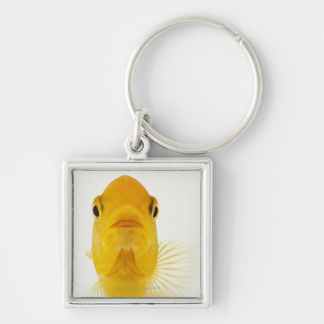 Also known as Comet-tailed goldfish. Hardy Key Ring (Front)