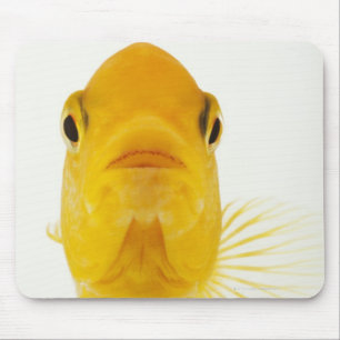 Also known as Comet-tailed goldfish. Hardy Mouse Pad