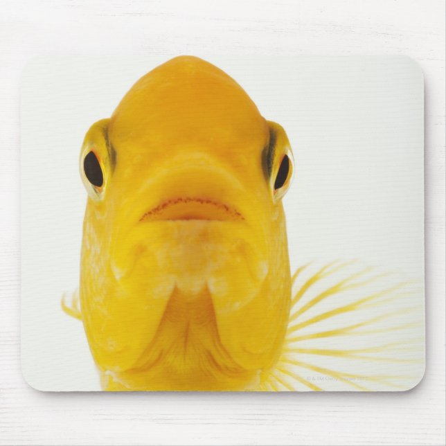 Also known as Comet-tailed goldfish. Hardy Mouse Pad (Front)