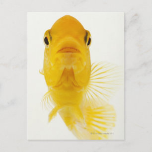 Also known as Comet-tailed goldfish. Hardy Postcard