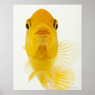 Also known as Comet-tailed goldfish. Hardy Poster