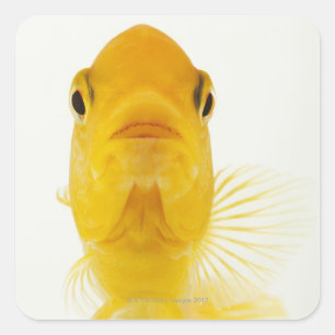 Also known as Comet-tailed goldfish. Hardy Square Sticker