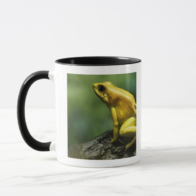 also known as Golden Dart Frog; endemic to the Mug (Left)