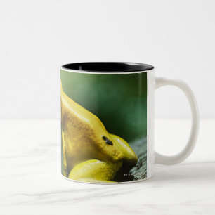 also known as Golden Dart Frog; endemic to the Two-Tone Coffee Mug