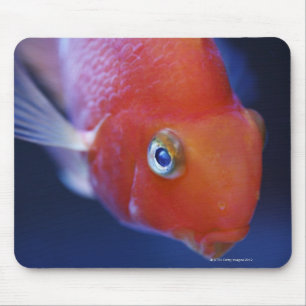 Also known as the Blood Parrot or Bloody Parrot. Mouse Pad