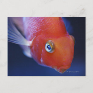 Also known as the Blood Parrot or Bloody Parrot. Postcard