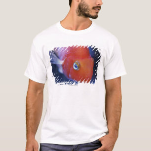 Also known as the Blood Parrot or Bloody Parrot. T-Shirt