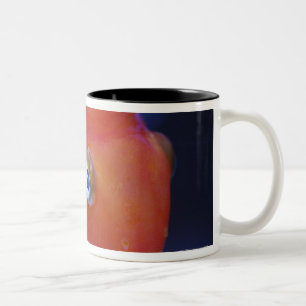 Also known as the Blood Parrot or Bloody Parrot. Two-Tone Coffee Mug