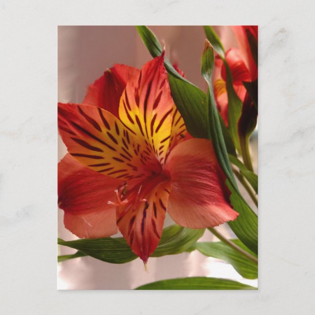 Alstroemeria Autumn Postcard (Front)