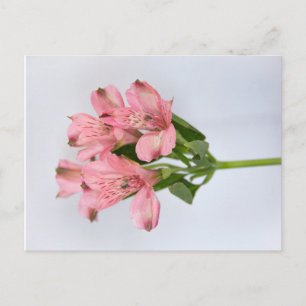 Alstroemeria Flowers Postcard