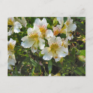 Alstroemeria flowers postcard