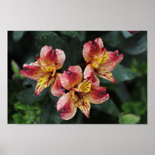 Alstroemeria Flowers Poster