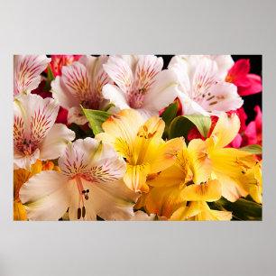 Alstroemeria Flowers Poster/Print Poster