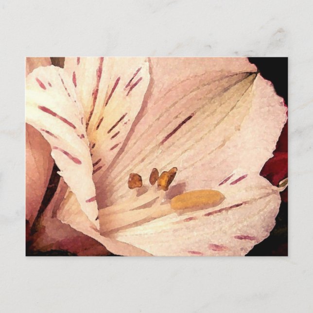 Alstroemeria in bloom postcard (Front)