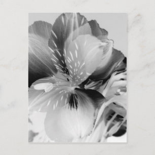 Alstroemeria Peruvian Lily Flower in Black & White Postcard