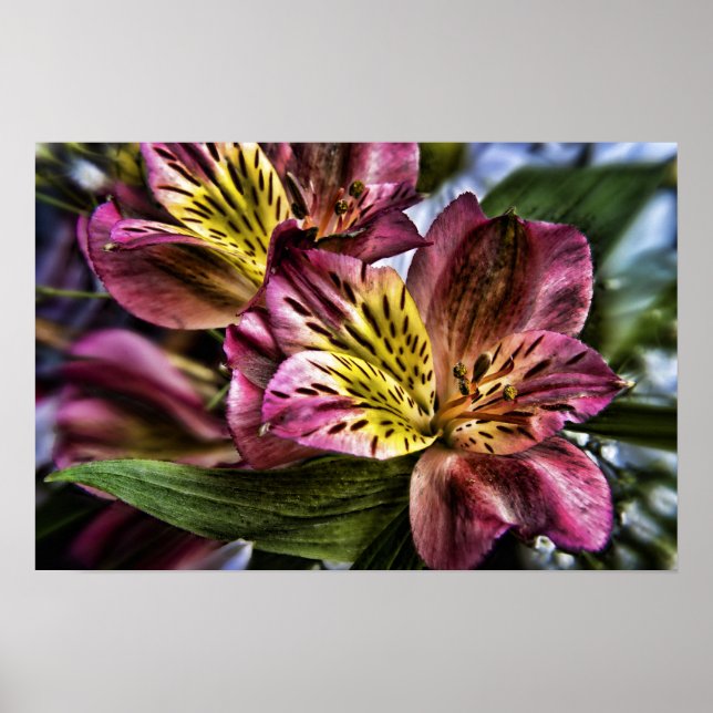 Alstroemeria Peruvian Lily flower poster print (Front)