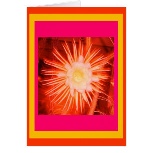 Altered Peach Cactus Flower