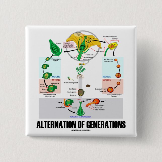 Alternation Of Generations (Flower Life Cycle) 15 Cm Square Badge (Front)