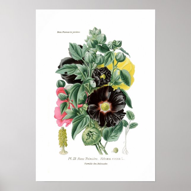Althaea rosea (Hollyhock) Poster (Front)
