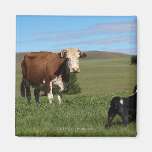 Although Cows and dogs are from different Magnet (Front)