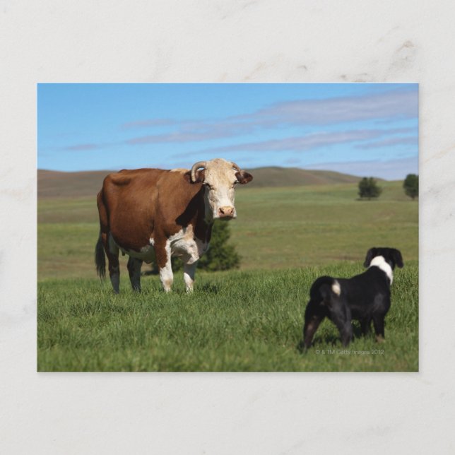 Although Cows and dogs are from different Postcard (Front)