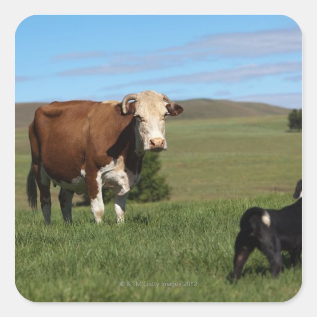 Although Cows and dogs are from different Square Sticker (Front)