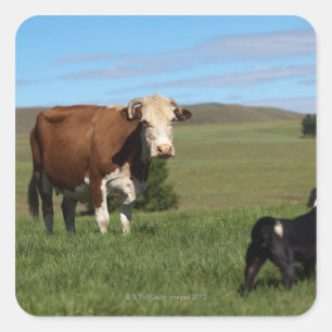 Although Cows and dogs are from different Square Sticker