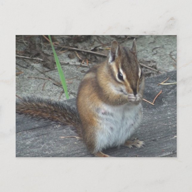 Alvie the Chipmunk Postcard (Front)
