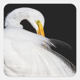 Always Egrets Square Sticker