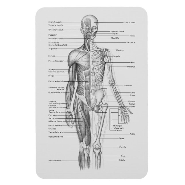 Always Learning: Human Body Anatomy Chart Magnet (Vertical)