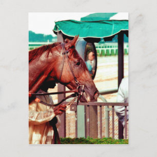 Alydar Thoroughbred 1979 Postcard