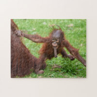 Am I Cute - Orangutan Baby with Mother