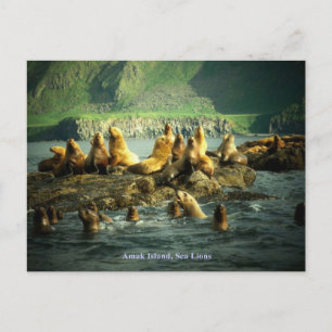 Amak Island Sea Lions Postcard
