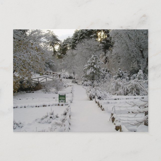 Amanecer Nevado Postcard (Front)