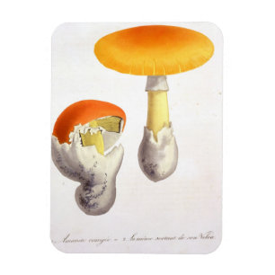 Amanita Caesaria from 'Phytographie Medicale' by J Magnet